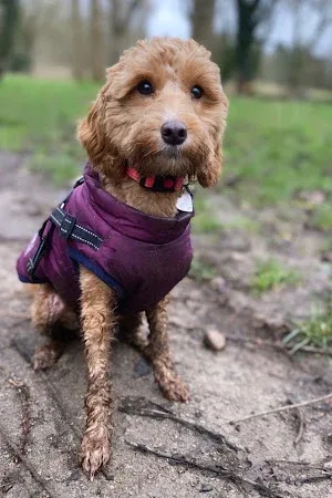 Fresh as a Daisy Dog Services