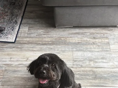 Fresh paws dog grooming