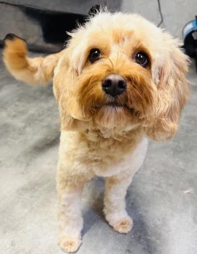 Freshwater Gentle Man Dog Groomers