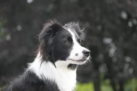 Freyasway Mobile Dog Grooming