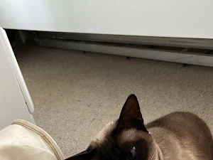 Friends for Pets (Bath)