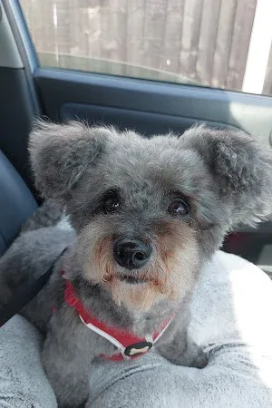 Fur Cuts Professional Dog Grooming