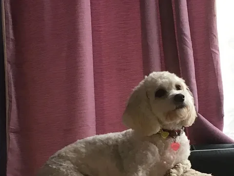 Fur Do's Dog Grooming Spa