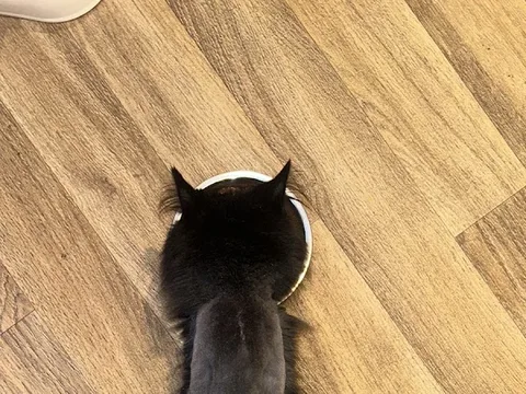 Fur & Nails Pet Services