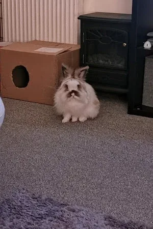 Furrtabulous Grooming