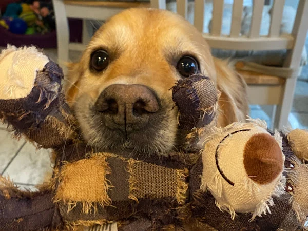 Furry Dog Mothers