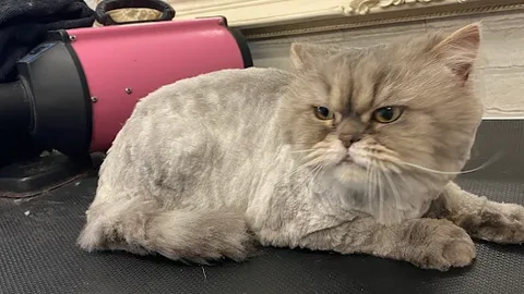 Furry & Fabulous,