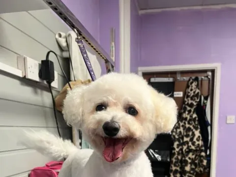FurryDogMother