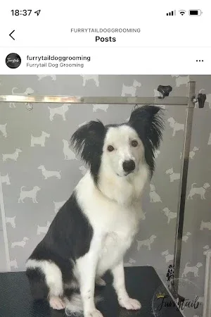 Furrytail Dog Grooming