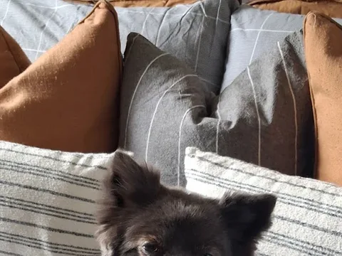Geddes' Grooming