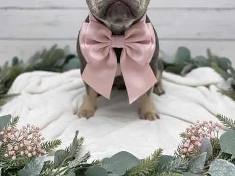 Georgia's Grooms Ltd