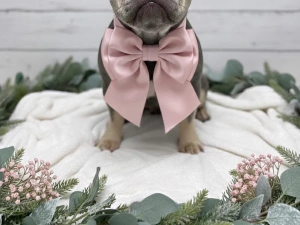 Georgia's Grooms Ltd
