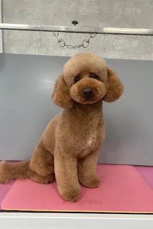 GiGi's Dog Grooming
