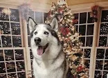 Give a Dog a Bath