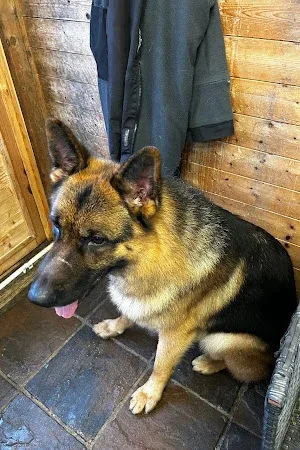 Give A Dog A Comb