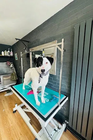 Glam&Groom (Dog groomer and stylist)