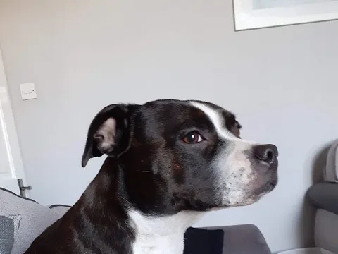 Glamorous Paws - Dog Grooming