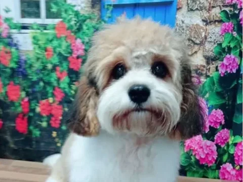 Glamour Paws Dog Grooming