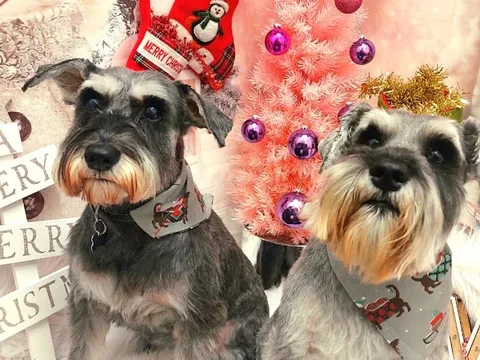 Glamour Pup Grooming Salon