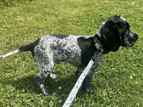 Gloucestershire Mobile Dog grooming