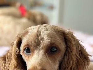 Go Barking