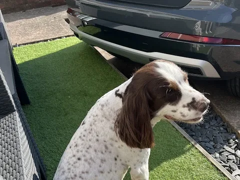 Gorgeous Paws Grooming Salon