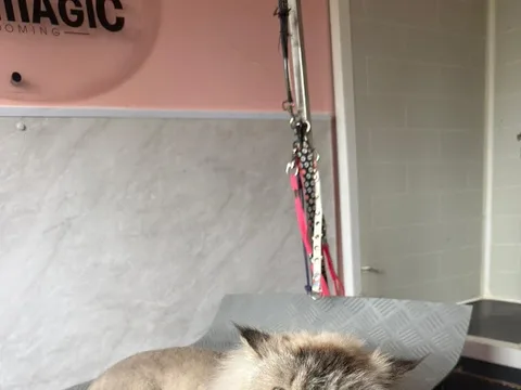 Greymagic Grooming - Pet Grooming & Canine Conditioning