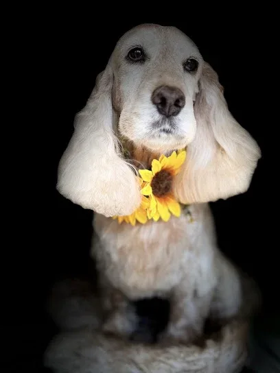 Groom by Di