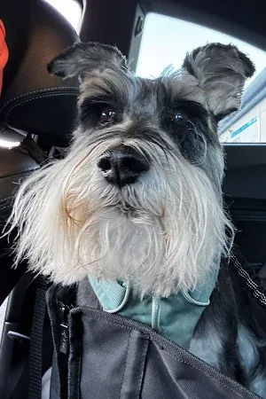 Groom for Improvement