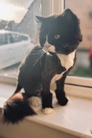 Groomed To Purr-fection Cat Grooming