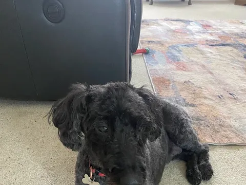 Groomed2Pawfection