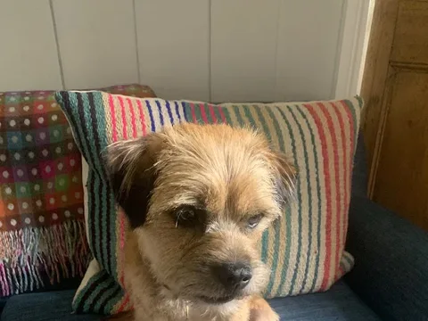 Groomer Has It - Devon and Dorset
