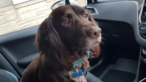 Groomers