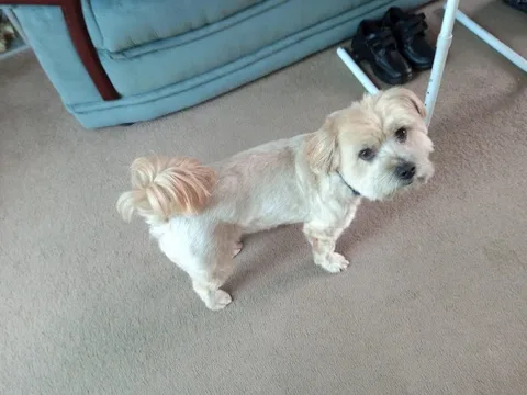 Grooming On The Green
