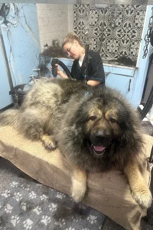 Grooming RN