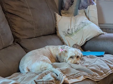 GROOMING Tails Dog Groomer