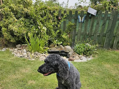 Groomingtails
