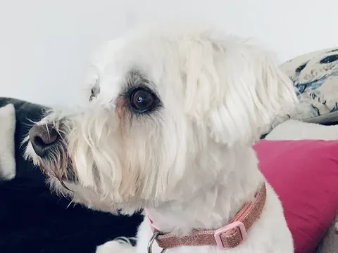 Groomology Dog Groom Service's