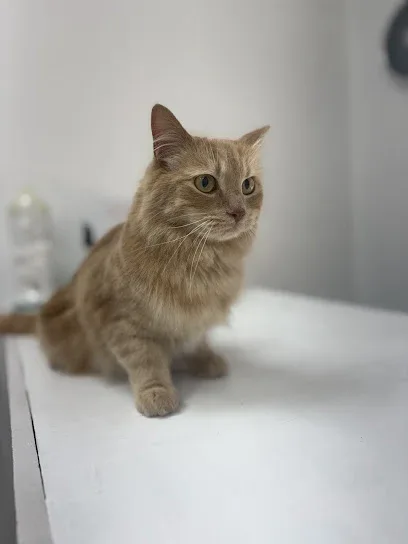 GT Grooming