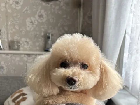Hair of the Dog (1 to 1 Dog grooming)