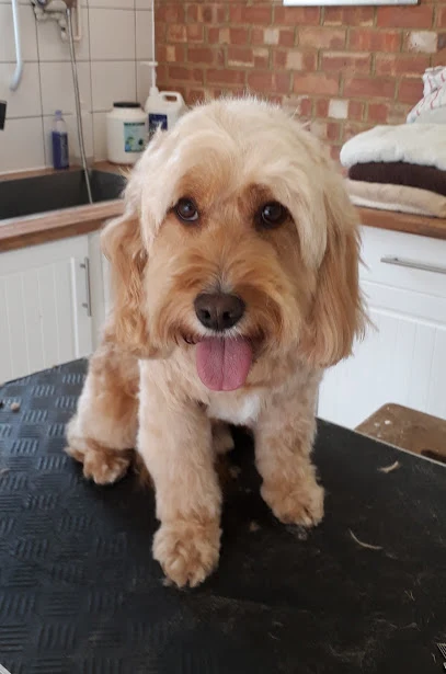 Hair of the Dog Grooming Parlour