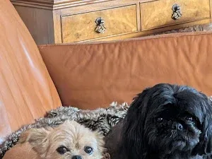 Hairofthedogwarrington