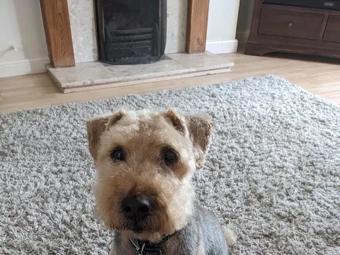 Handsome Hounds