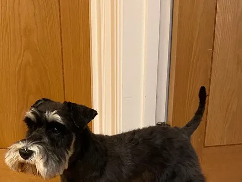 Handsome Hounds Ltd