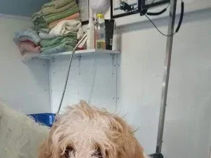 Happy Four Paws Dog Grooming