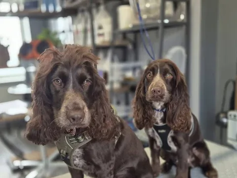 Happy Grooming Studio