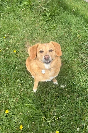 Happy Home Dog Boarding Bristol