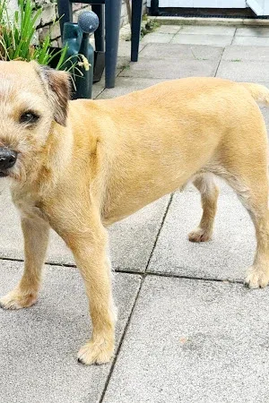 Happy Hounds Dog Grooming