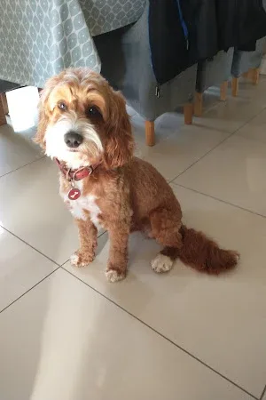 Happy Paws Dog Grooming