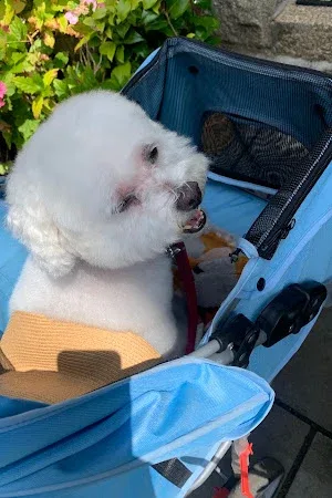 Happy Puppy Professional Dog Groomer